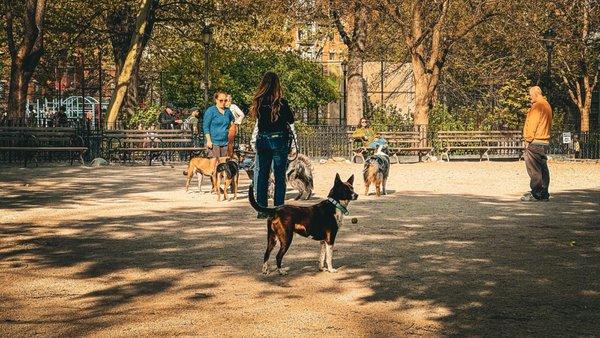 Tompkins Square Park Dog Run