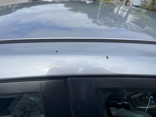 Bird poop AFTER the $15 wash.