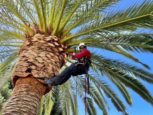 Date Palm Pruning