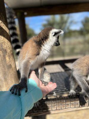 The lemurs are so friendly