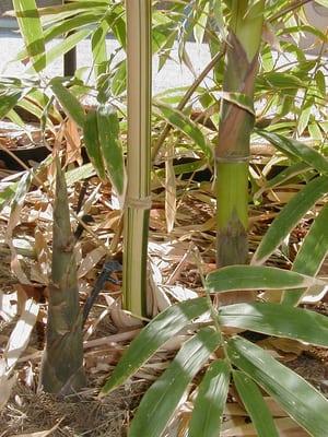 Giant Greenstripe Bamboo