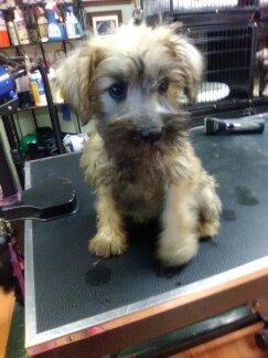 Puppy first haircut