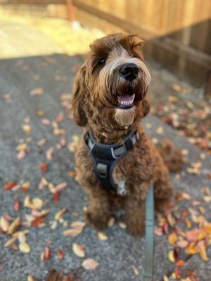 Auggie on his way to his first K9 Optima session!