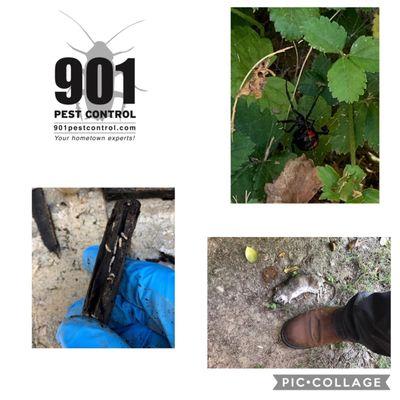 901 Pest Control is your hometown expert on termite, pest, roof rat and mosquito services! When you want the best - call 901 Pest!