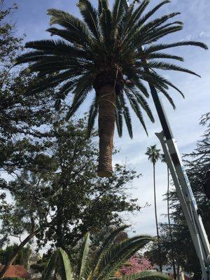 Canary Palm Removed with Crane