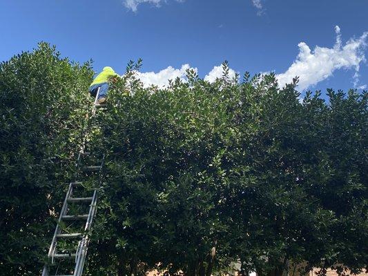 trimming trees