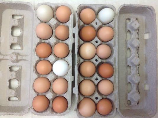 Just like people, eggs come in all colors.