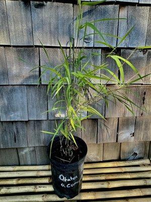 Tradewinds Bamboo Nursery