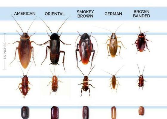 Different types of roaches we find in homes.