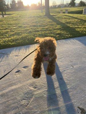 My puppy before his haircut