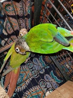 Green cheek conures are the best! See that feather sheen?! They're VERY HEALTHY, are friendly, and well cared-for. Thanks, Joe and shop!!!