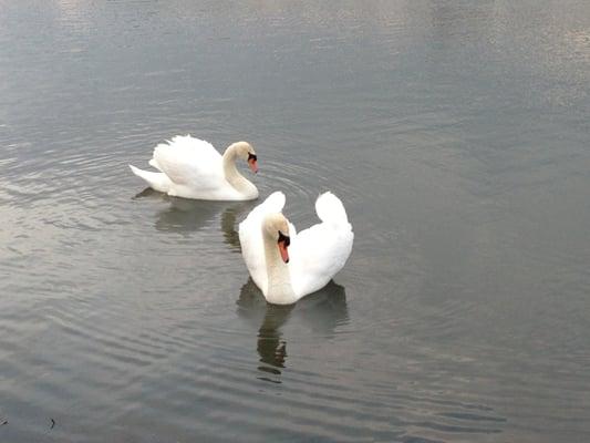 Two of our swan.