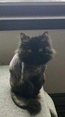 Lefty lion cut