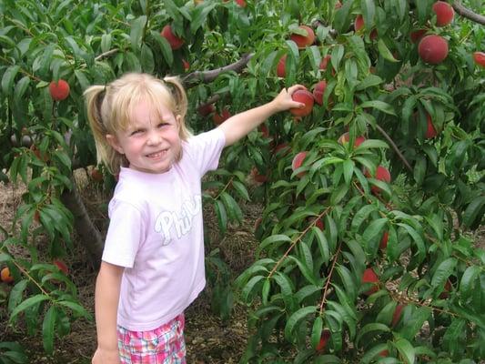 Kids love picking and eating peached