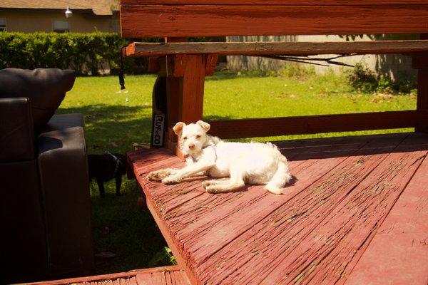 Onion the puppy is relaxing and sunbathing during daycare.