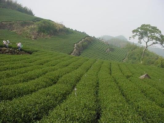 Tea Mountain in Taiwan