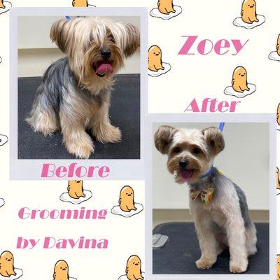 Zoey the Yorkie! Grooming by Davina