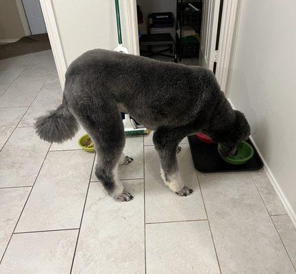 It's hard to catch my standard poodle for a photo but this one shows him from a side view how fabulous the grooming is.