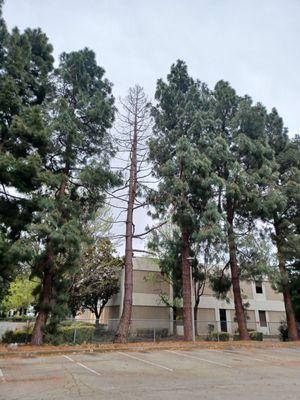 Dead tree. Dangerous fall hazard.