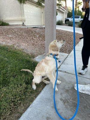 Crouton's first time walking outside and already knows it's higher value to listen to mom and dad!