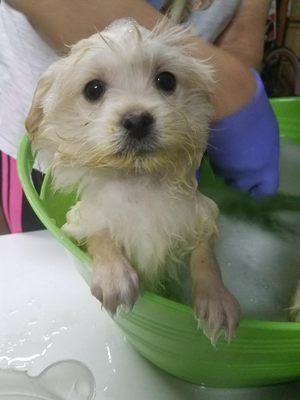 Poor furbaby getting a much needed bath!