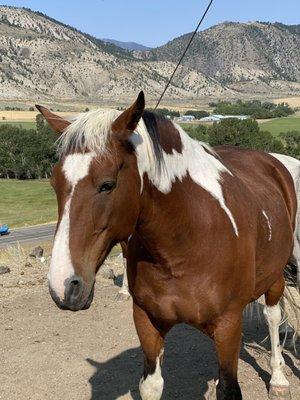 One of the horses on property