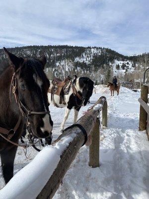 Moose my horse!