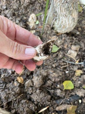 Cut piece of Broken PVC of irrigation line that was left uncapped ; and just snapped off underground.