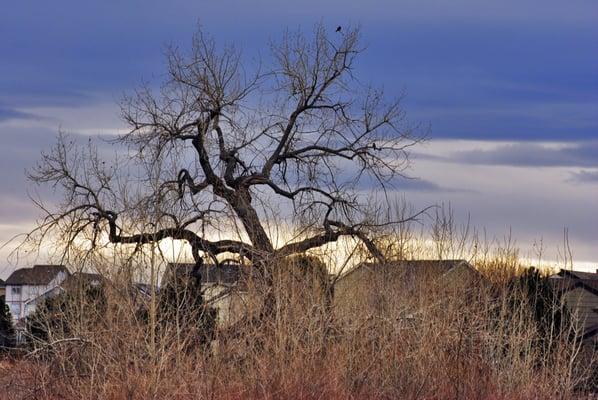 There is a nice walking path between Redstone Park and Marcy Park.  I've seen some nice birds in the trees along there.