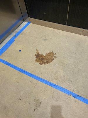 Dog pee in the elevator.