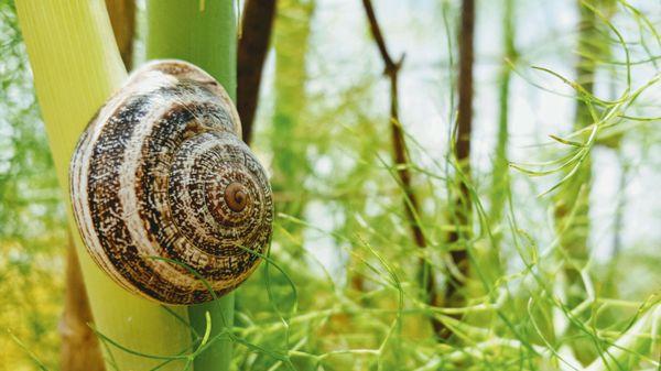 Escargot on fennel