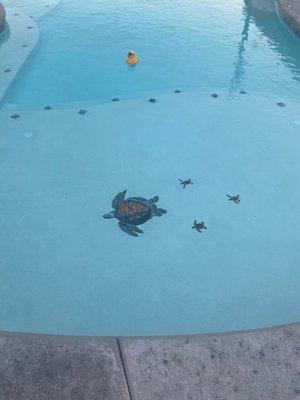 Turtles