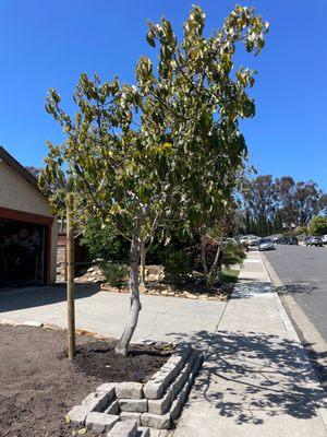 They even do staking for trees that are crooked