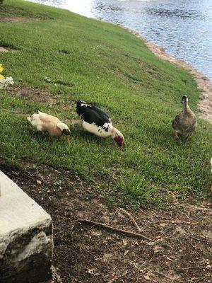 Duck Friends who live at the cemetery. 8.8.21 Yes, I fed them duck food(NO BREAD)