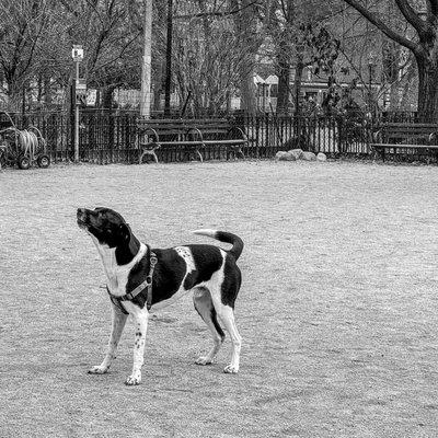 Classic Doggo pose