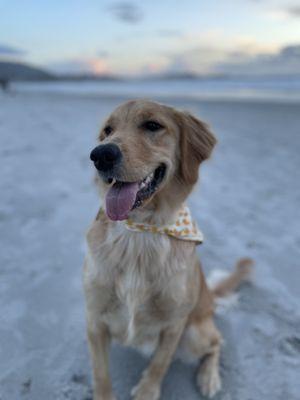 Our pup on Carmel Beach, which is dog-friendly and off-leash.