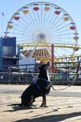 Love At First Sit - People’s Dog Training