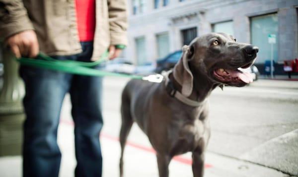 Windy City Paws is the dog walker for you!