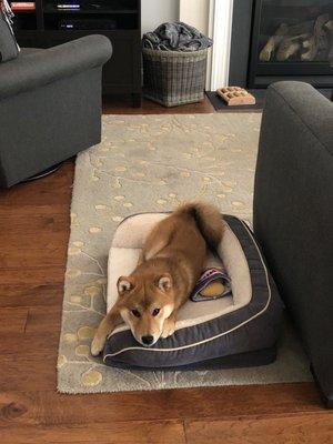 My happy, tired pup after a weekend stay with his friends at Neffsville.