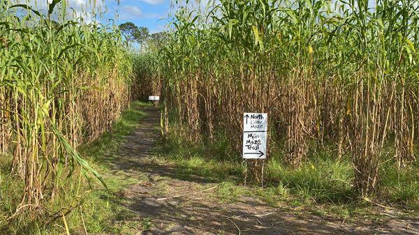 Harvest Holler Corn Maze