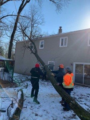 Tree service!