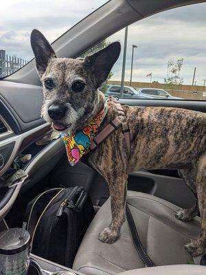 Penny looking very fabulous and happy after her grooming!