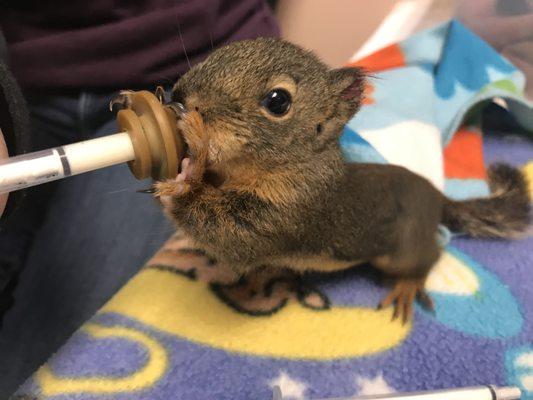 Orphaned squirrel in our care.