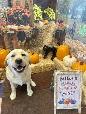 Our Pumpkin Patch  photo booth!