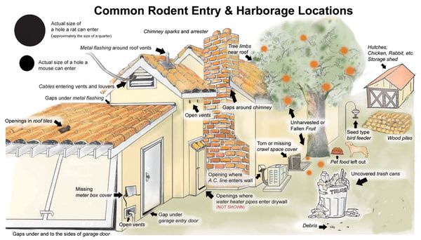 Rodent Entry Point Sealing and Infestation Prevention