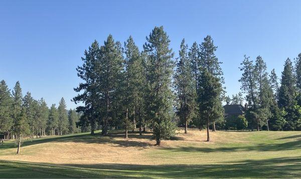 Dry, dead rough and fairway