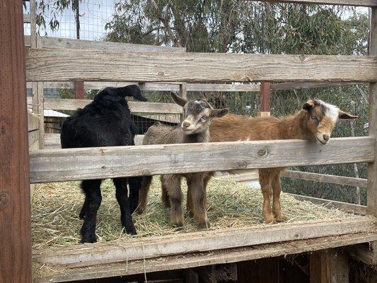 Baby goats