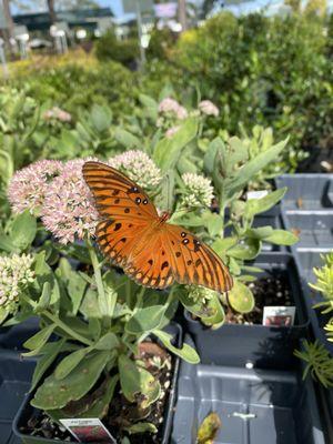 Buds N Blossoms Nursery and Landscaping