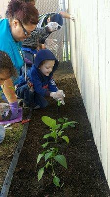 Planting our garden with  Ms. Teresa