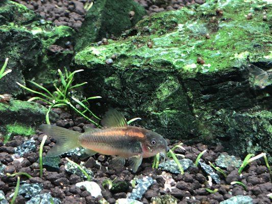 Orange laser corydoras